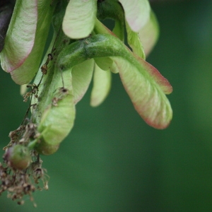 Photographie n°74830 du taxon Acer pseudoplatanus L. [1753]