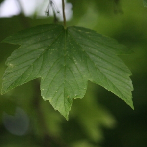 Photographie n°74837 du taxon Acer pseudoplatanus L. [1753]