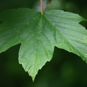 Photographie n°74839 du taxon Acer pseudoplatanus L. [1753]