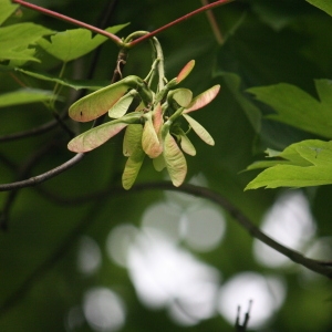 Photographie n°74842 du taxon Acer pseudoplatanus L. [1753]
