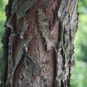 Photographie n°74863 du taxon Gleditsia triacanthos L. [1753]