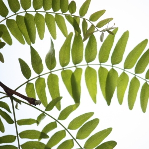 Photographie n°74871 du taxon Gleditsia triacanthos L. [1753]