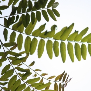 Photographie n°74872 du taxon Gleditsia triacanthos L. [1753]