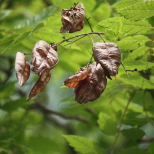 Photographie n°74888 du taxon Koelreuteria paniculata Laxm. [1772]