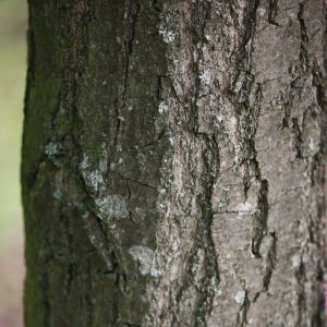 Photographie n°74893 du taxon Quercus robur L. [1753]