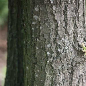 Photographie n°74894 du taxon Quercus robur L. [1753]