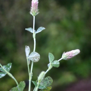 Photographie n°74899 du taxon Trifolium incarnatum L. [1753]