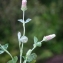  Liliane Roubaudi - Trifolium incarnatum L. [1753]
