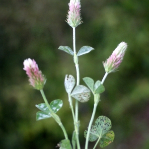 Photographie n°74900 du taxon Trifolium incarnatum L. [1753]