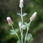  Liliane Roubaudi - Trifolium incarnatum L. [1753]