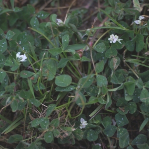 Photographie n°74911 du taxon Trifolium subterraneum L. [1753]