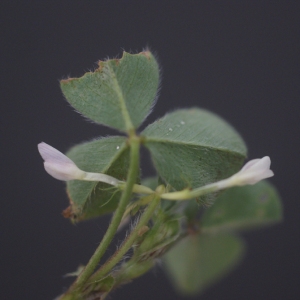 Photographie n°74914 du taxon Trifolium subterraneum L. [1753]