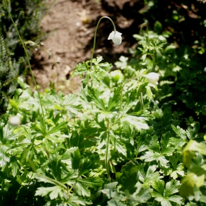 Photographie n°74917 du taxon Anemone sylvestris L. [1753]