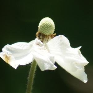 Anemone sylvestris L. (Anémone des forêts)