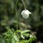  Liliane Roubaudi - Anemone sylvestris L. [1753]