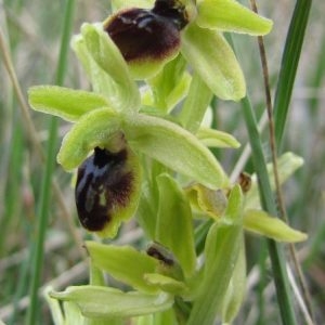 Photographie n°75010 du taxon Ophrys litigiosa E.G.Camus [1896]