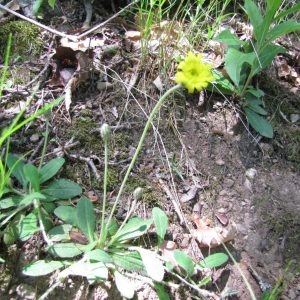 Photographie n°75012 du taxon Hieracium pilosella L. [1753]