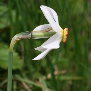 Photographie n°75017 du taxon Narcissus poeticus L.