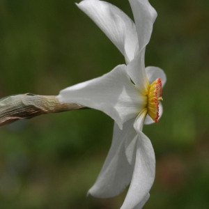 Photographie n°75019 du taxon Narcissus poeticus L.