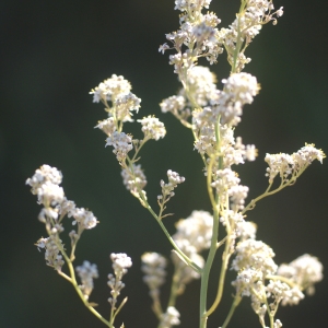 Photographie n°75030 du taxon Lepidium latifolium L. [1753]