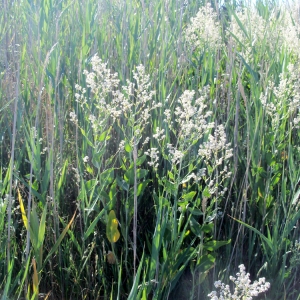 Photographie n°75032 du taxon Lepidium latifolium L. [1753]