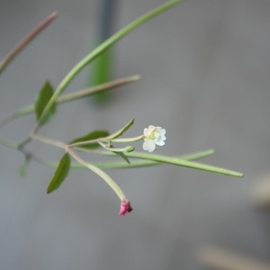 Epilobium lanceolatum Sebast. & Mauri subsp. lanceolatum (Épilobe à feuilles lancéolées)