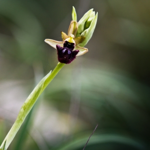 Photographie n°75099 du taxon Ophrys incubacea Bianca [1842]