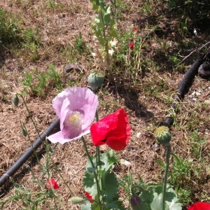 Photographie n°75101 du taxon Papaver somniferum L. [1753]