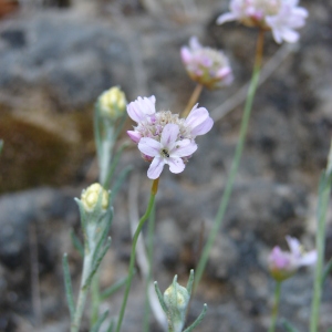 Photographie n°75112 du taxon Armeria girardii (Bernis) Litard. [1955]