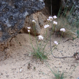 Photographie n°75113 du taxon Armeria girardii (Bernis) Litard. [1955]