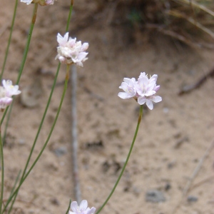 Photographie n°75114 du taxon Armeria girardii (Bernis) Litard. [1955]