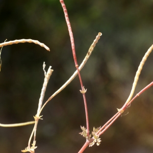 Photographie n°75129 du taxon Hypecoum procumbens L. [1753]