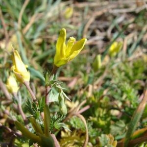 Hypecoum procumbens L. (Cumin cornu)