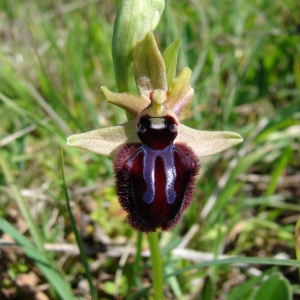 Photographie n°75134 du taxon Ophrys incubacea Bianca [1842]