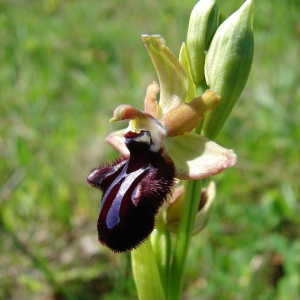 Photographie n°75136 du taxon Ophrys incubacea Bianca [1842]