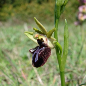 Photographie n°75138 du taxon Ophrys incubacea Bianca [1842]