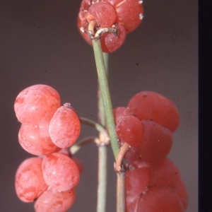 Photographie n°75145 du taxon Ephedra distachya L. [1753]