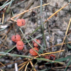 Photographie n°75146 du taxon Ephedra distachya L. [1753]