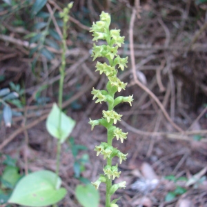 Gennaria diphylla (Link) Parl. (Gennaria à deux feuilles)