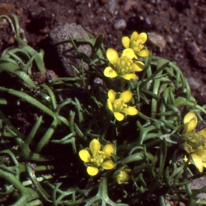 Photographie n°75158 du taxon Ceratocephala falcata (L.) Pers. [1805]