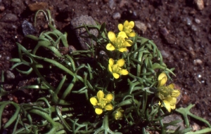 Liliane Roubaudi, le  3 juillet 1999 (Châteauroux-les-Alpes)