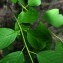  Jean-Luc Gorremans - Frangula alnus subsp. alnus 