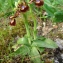  Paul Fabre - Ophrys ciliata Biv. [1806]