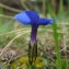  Renaud RAFFIER - Gentiana verna subsp. verna