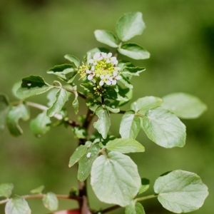 Photographie n°75182 du taxon Nasturtium officinale R.Br. [1812]