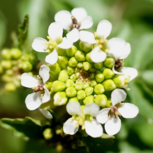 Sisymbrium nasturtium-aquaticum L. (Cresson de fontaine)