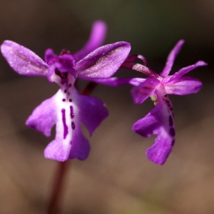 Orchis sp.