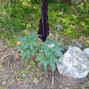 Photographie n°75189 du taxon Dracunculus vulgaris Schott [1832]