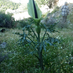 Photographie n°75192 du taxon Dracunculus vulgaris Schott [1832]