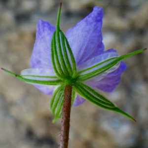  - Erodium gruinum (L.) L'Hér. [1789]